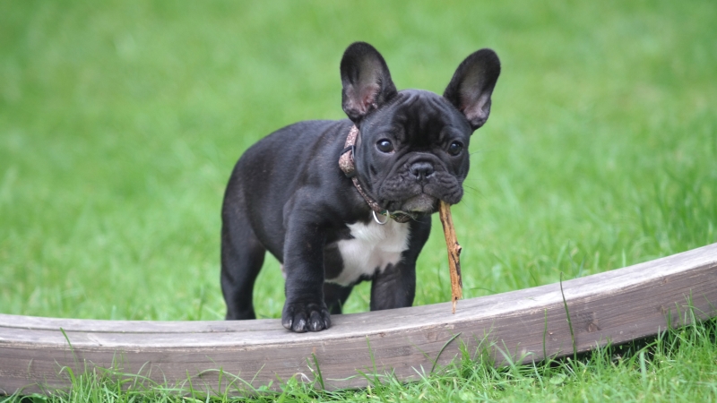 Welcome to The New Smoochies French Bulldogs Website!