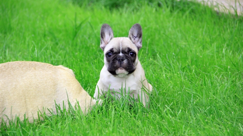 French Bulldogs Health and Care