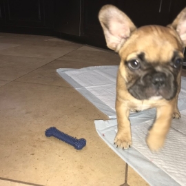 How to Potty Train Your French Bulldog