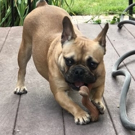 Frenchies are indoor dogs!