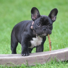 Welcome to The New Smoochies French Bulldogs Website!