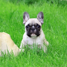 French Bulldogs Health and Care